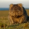 Vombat obecny - Vombatus ursinus - Common Wombat 5282